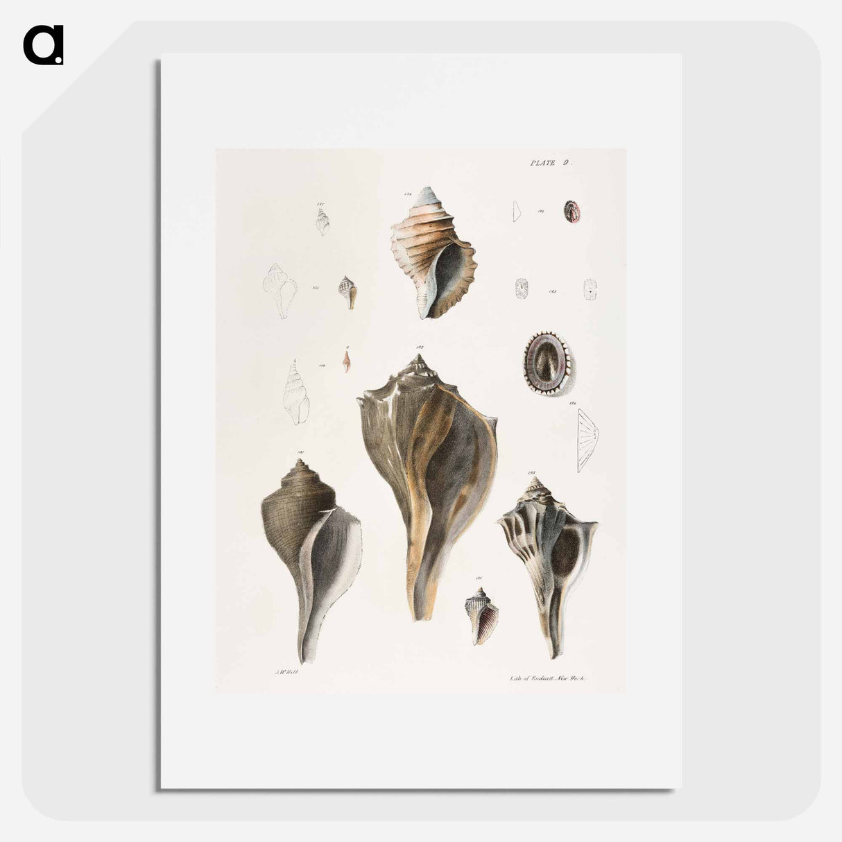 Different types of seashells illustration from Zoology of New York by James Ellsworth De Kay - ニューヨークの動物学 Poster.
