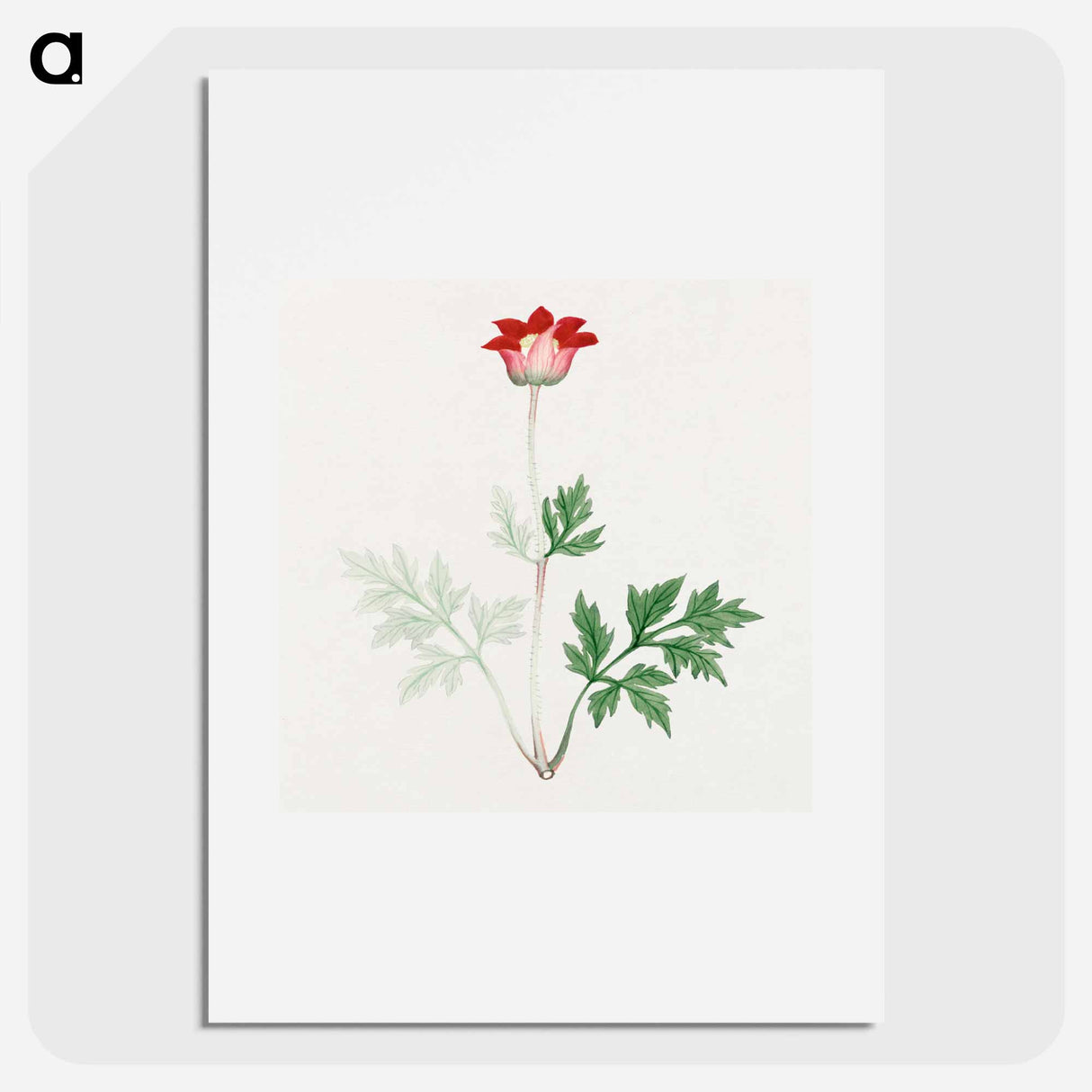 Hokeso – March - 19世紀の日本の花 Poster.