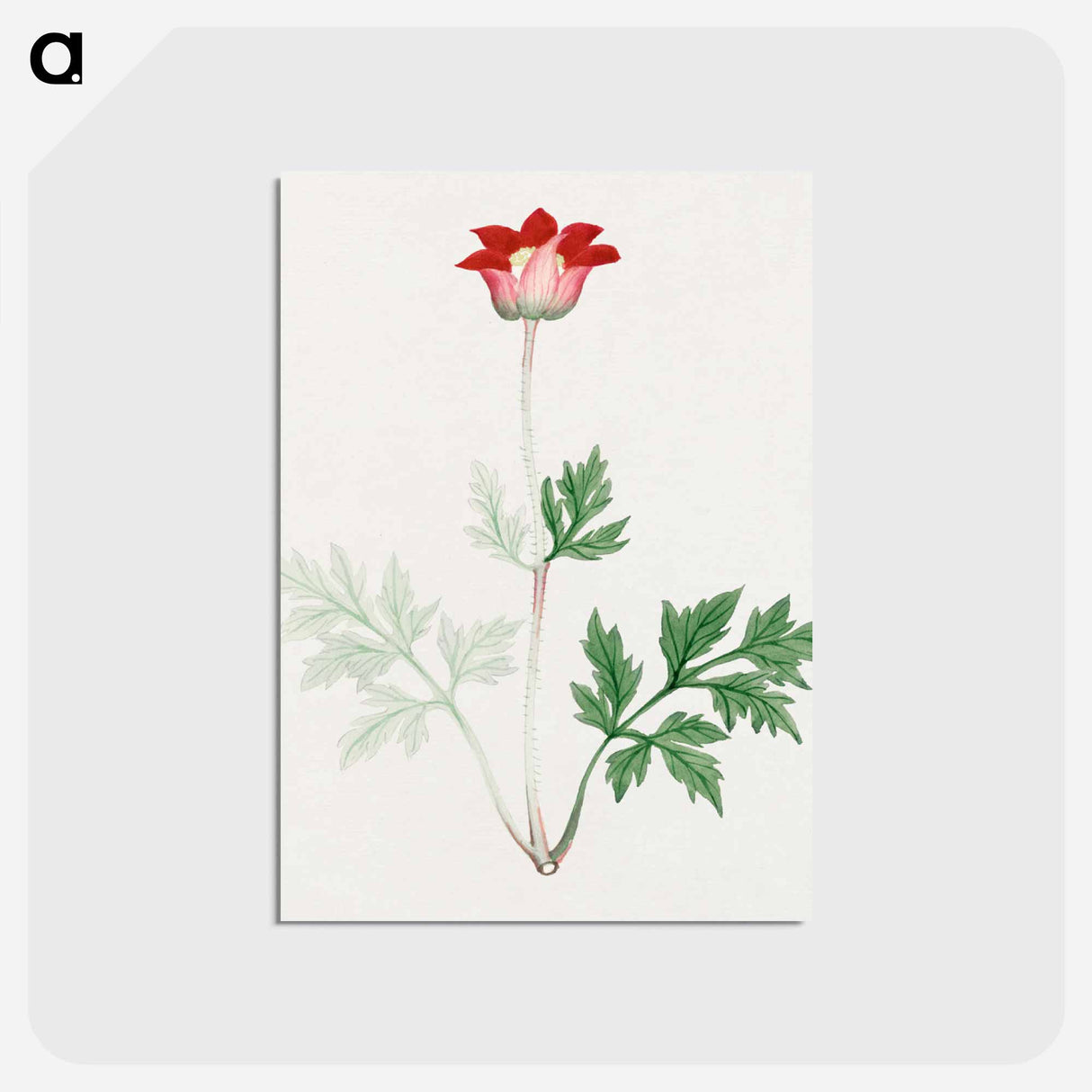 Hokeso – March - 19世紀の日本の花 Postcard.