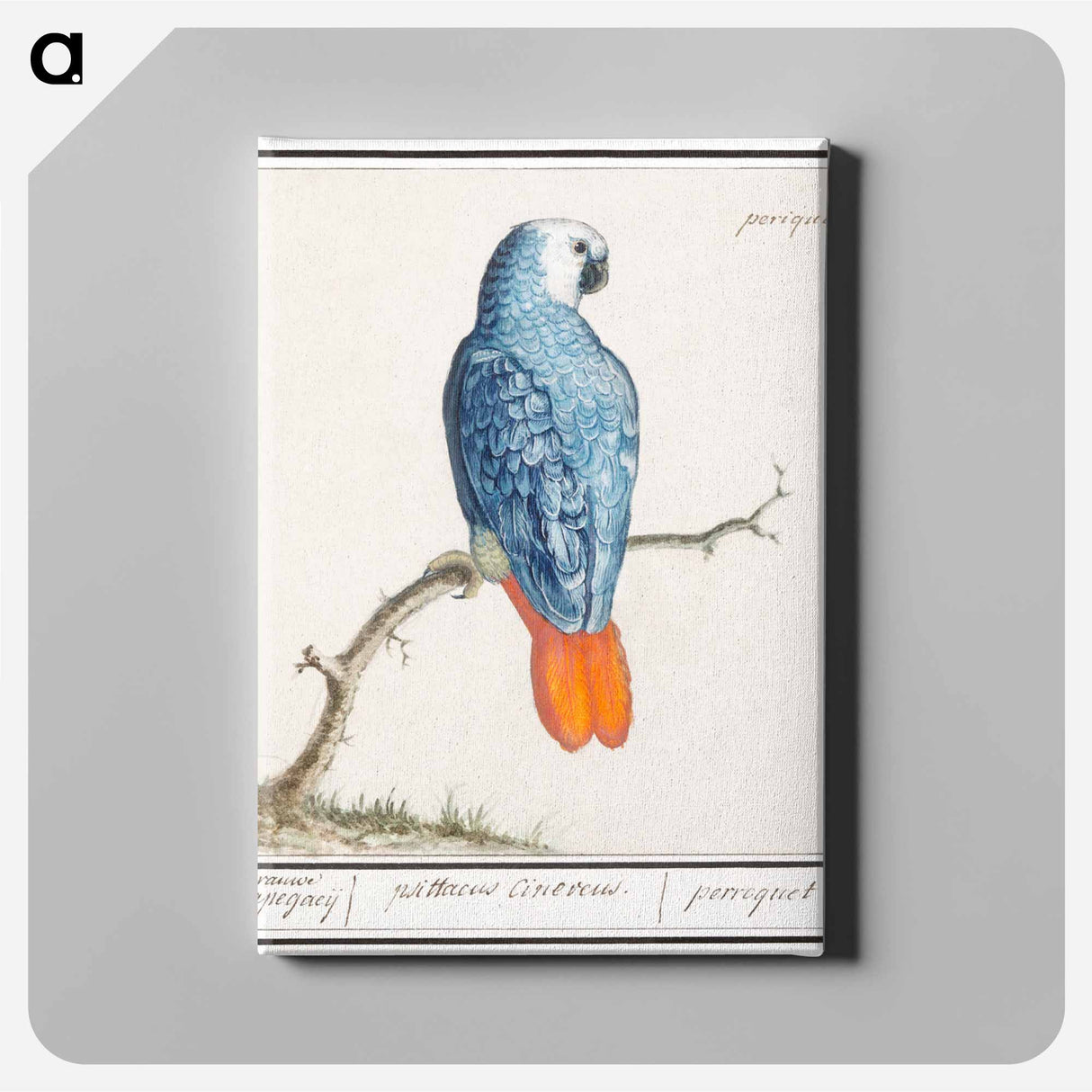 Gray red-tailed parrot - アンセルムス ボエティウス デ ブート Canvas.