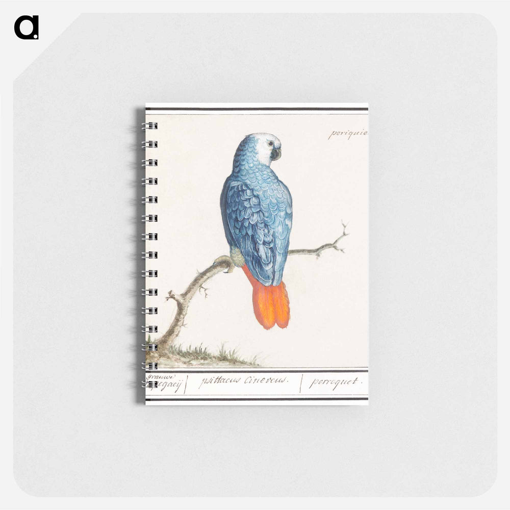 Gray red-tailed parrot - アンセルムス ボエティウス デ ブート Memo.