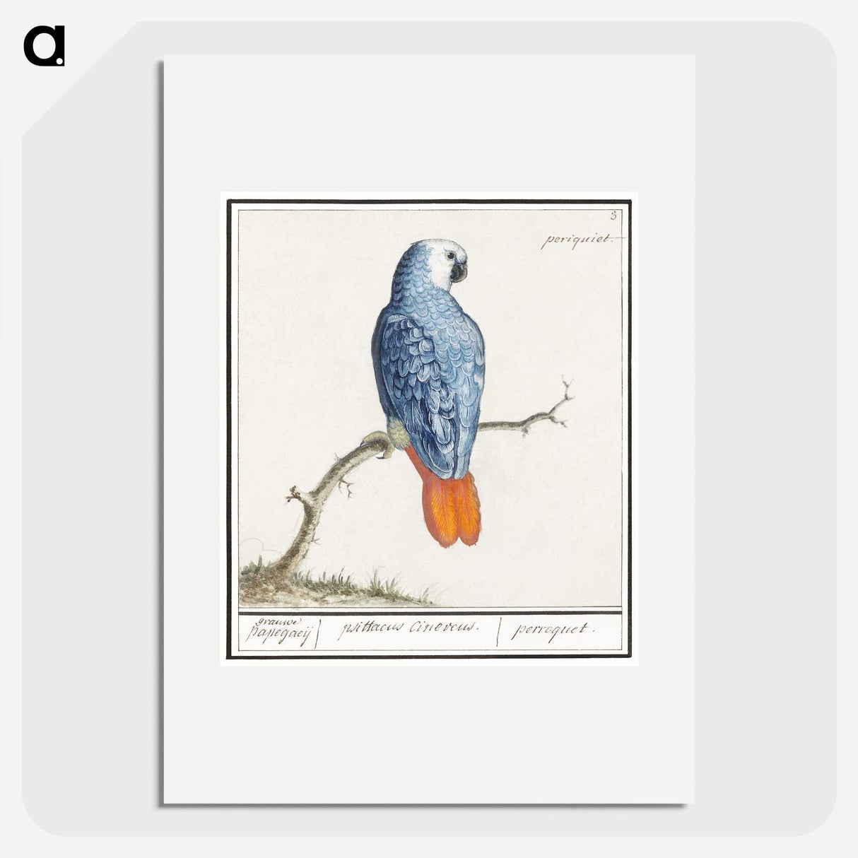 1-19_Anselmus-Boetius-de-Boodt_picture