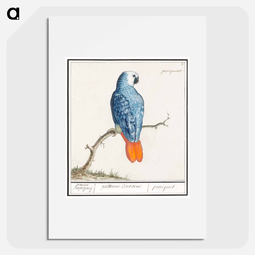 Gray red-tailed parrot - アンセルムス ボエティウス デ ブート Poster.