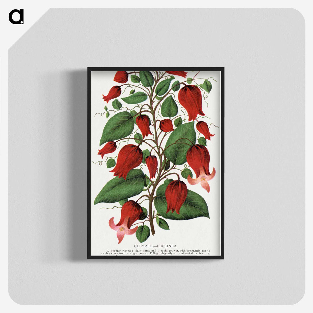 1-19_Botanical-Specimen-Plates_blk-crop