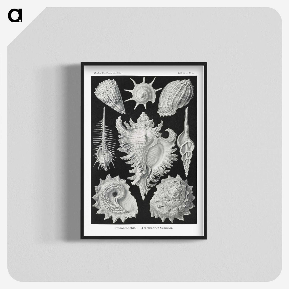 1-19_Ernst-Haeckel_blk-crop
