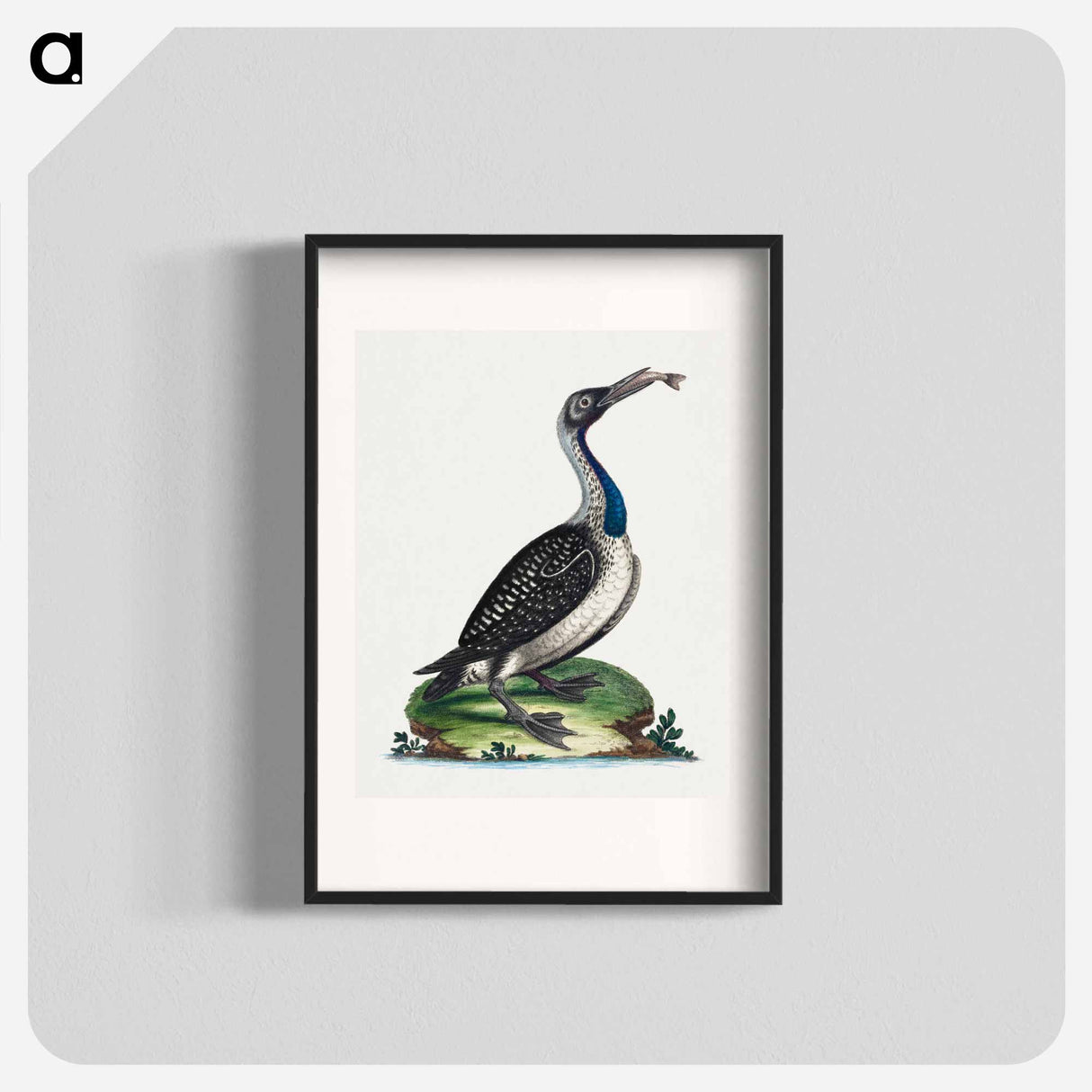 アートポスター-Black and White Water-Fowl with Blue Throat
- ジョージ エドワーズ Poster.