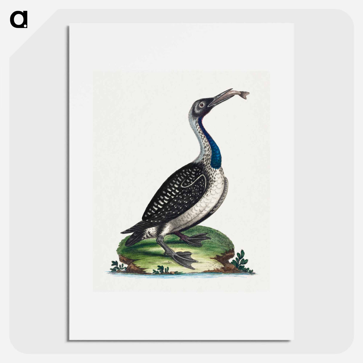 アートポスター-Black and White Water-Fowl with Blue Throat
- ジョージ エドワーズ Poster.