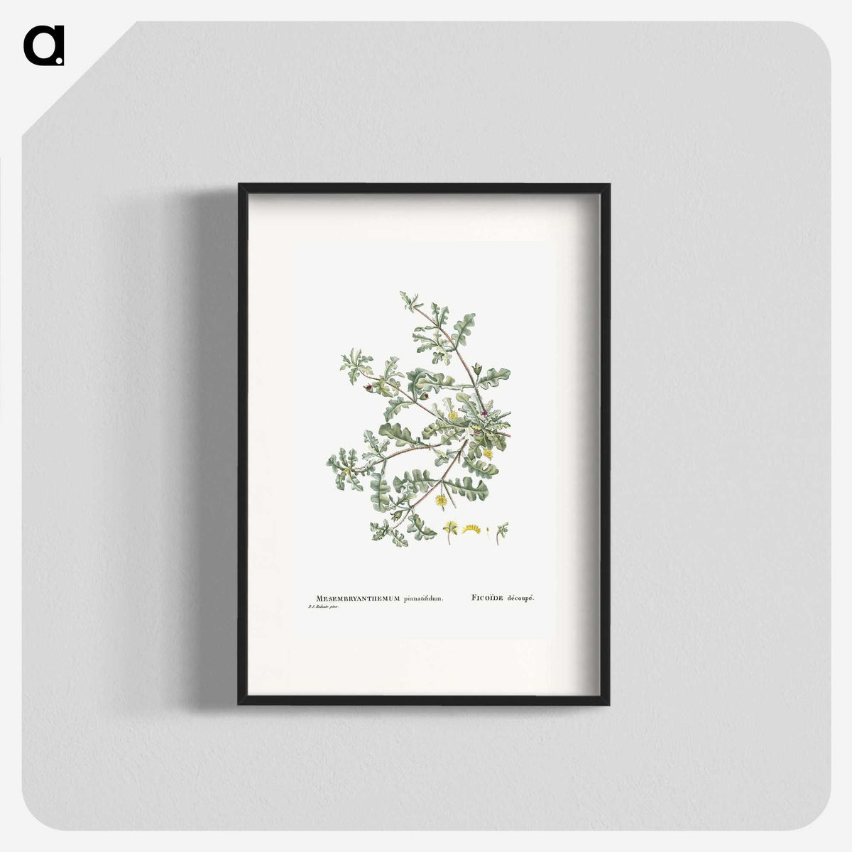 1-19_Histoire-des-Plantes-Grasses_blk