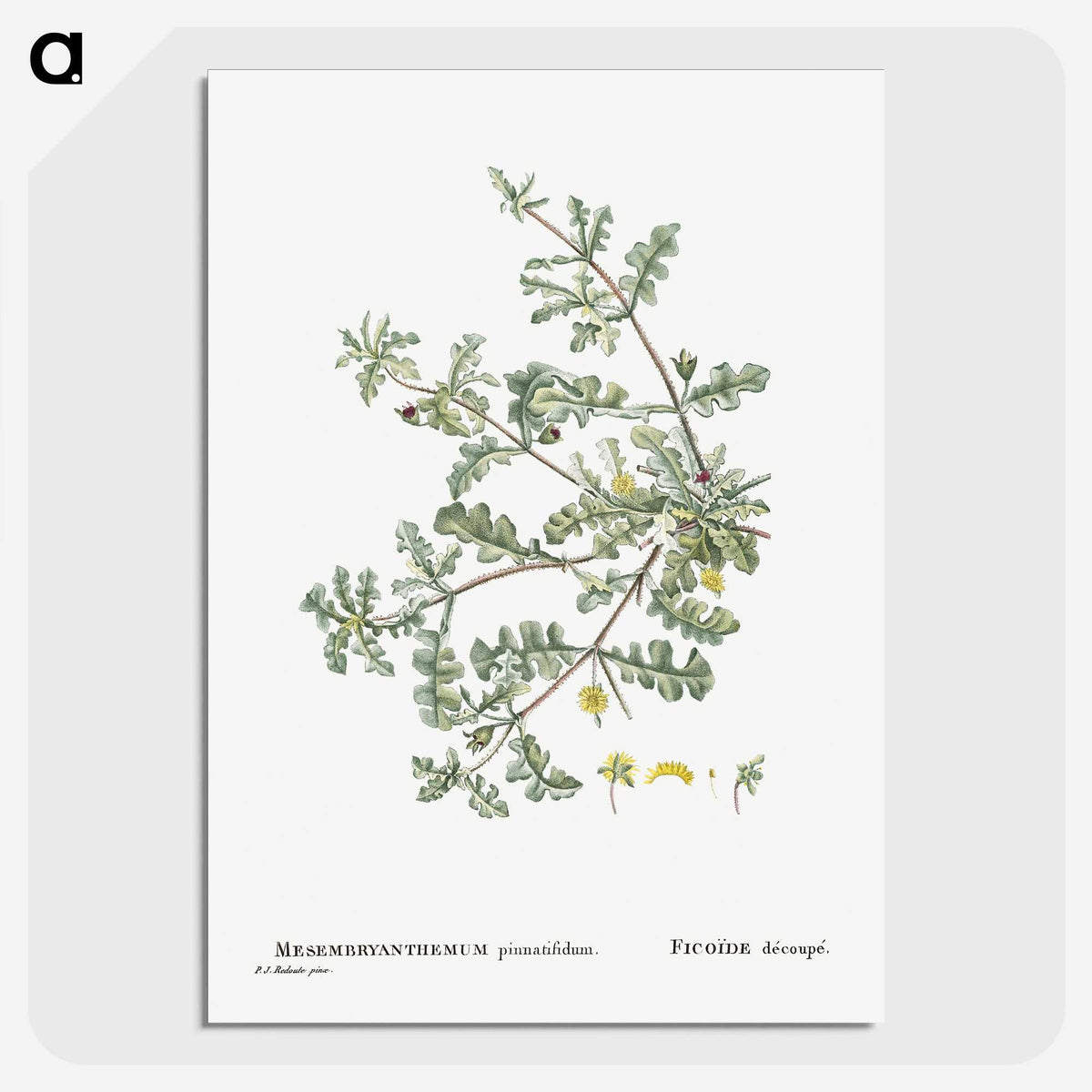 1-19_Histoire-des-Plantes-Grasses_picture-crop