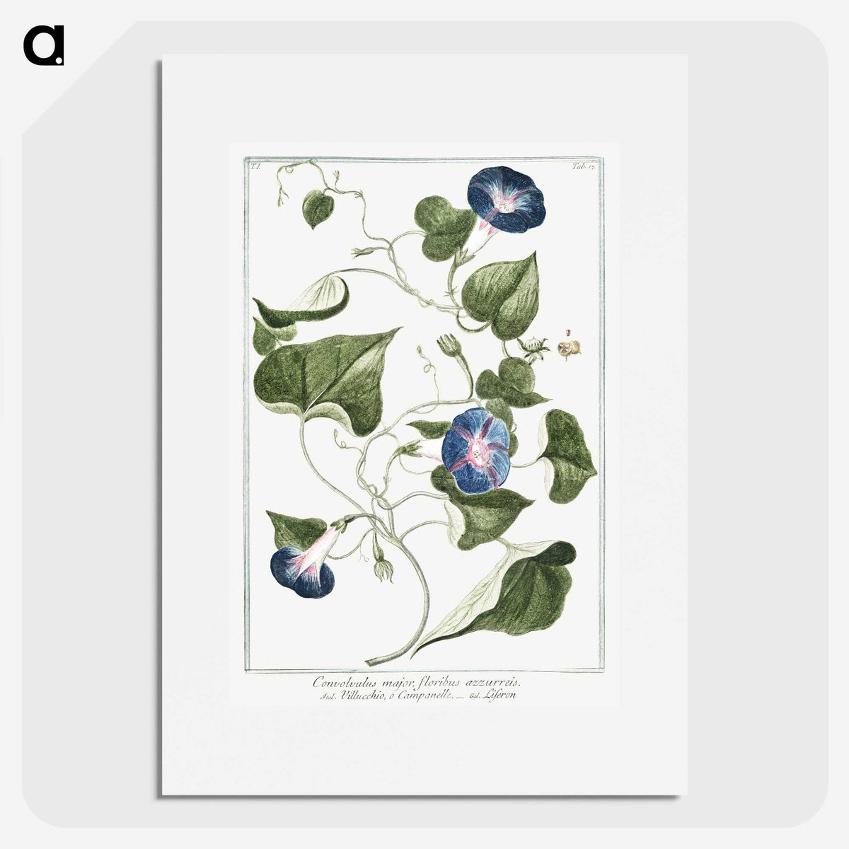 1-19_Hortus-Romanus-Botanical-Plates_picture