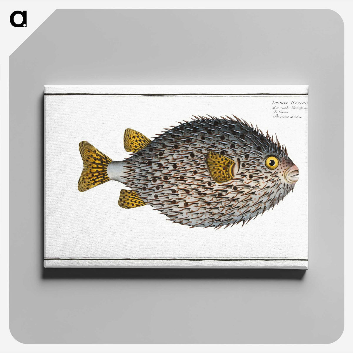 1-19_Ichtyologie-ou-Histoire-naturelle_canvas