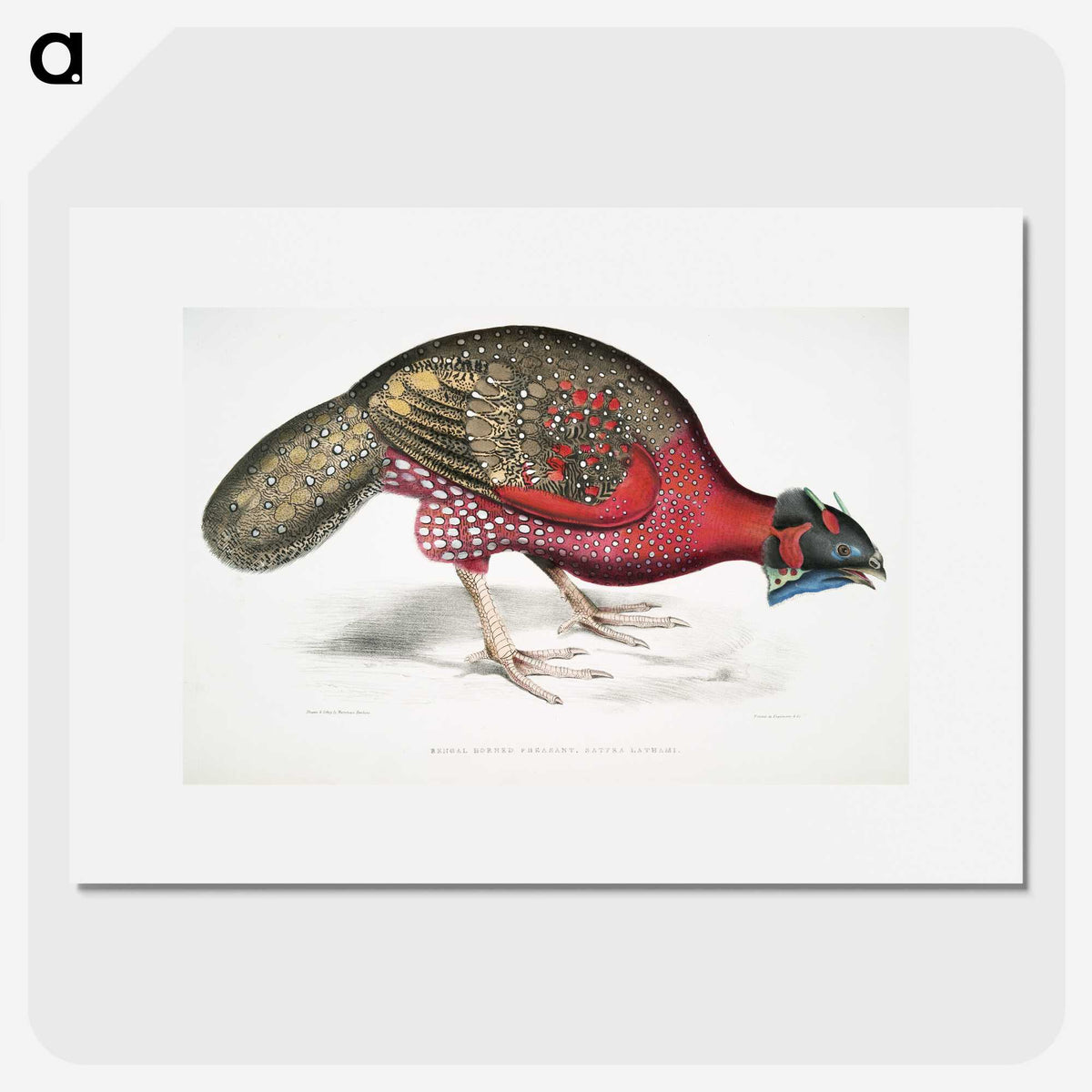 1-19_Indian-Zoology_picture