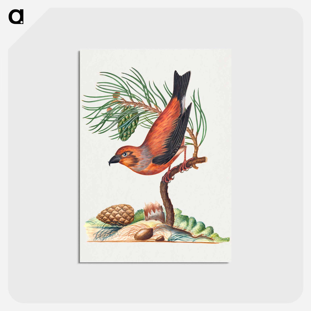 アートポストカード-Red Crossbill and Scots Pine
- ジェームズ ボルトン Postcard.
