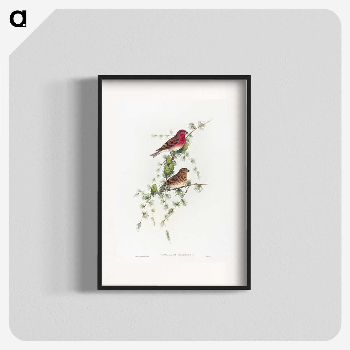 1-19_John-Gould_blk
