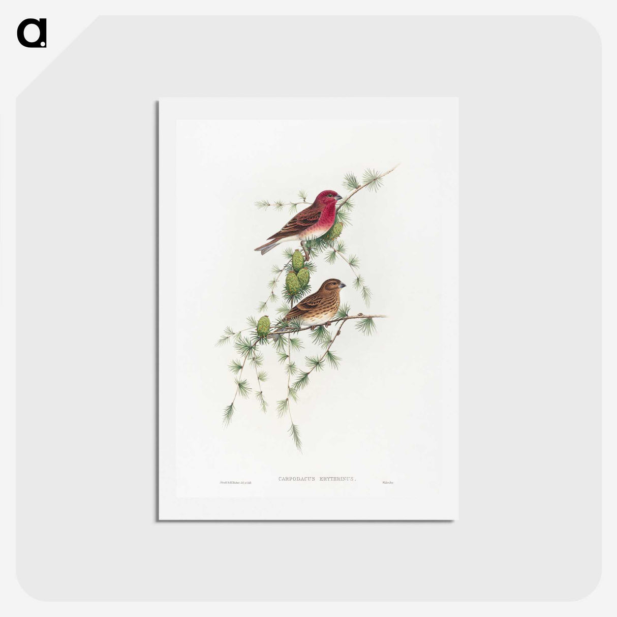 1-19_John-Gould_hagaki