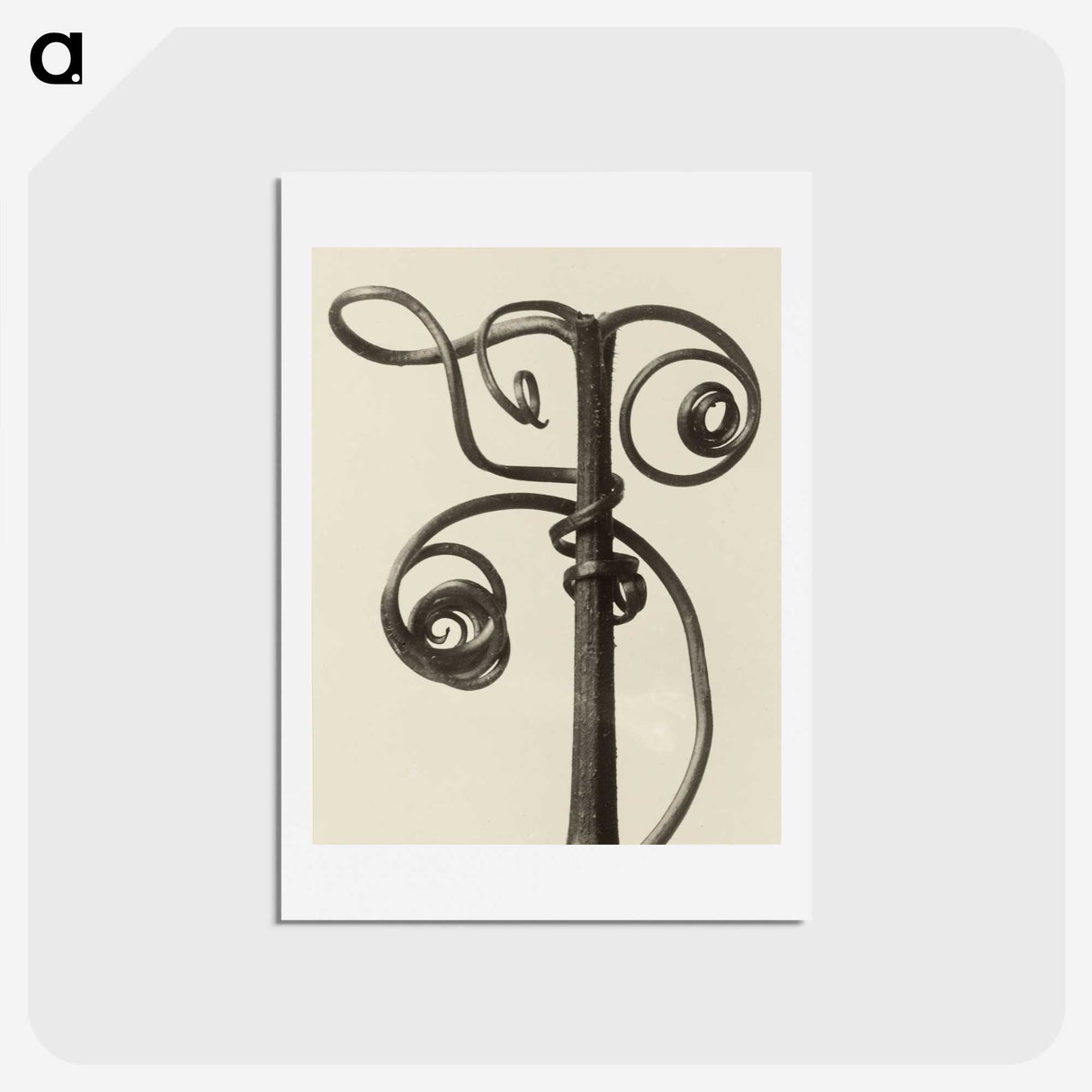 1-19_Karl-Blossfeldt_hagaki