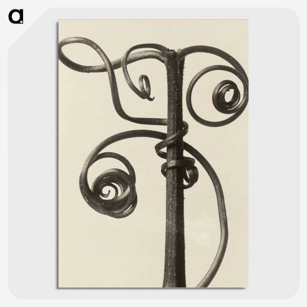 1-19_Karl-Blossfeldt_picture-crop