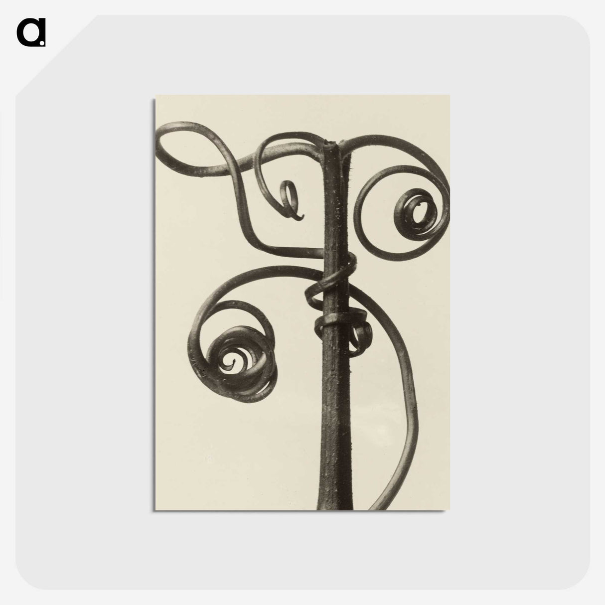1-19_Karl-Blossfeldt_postcard