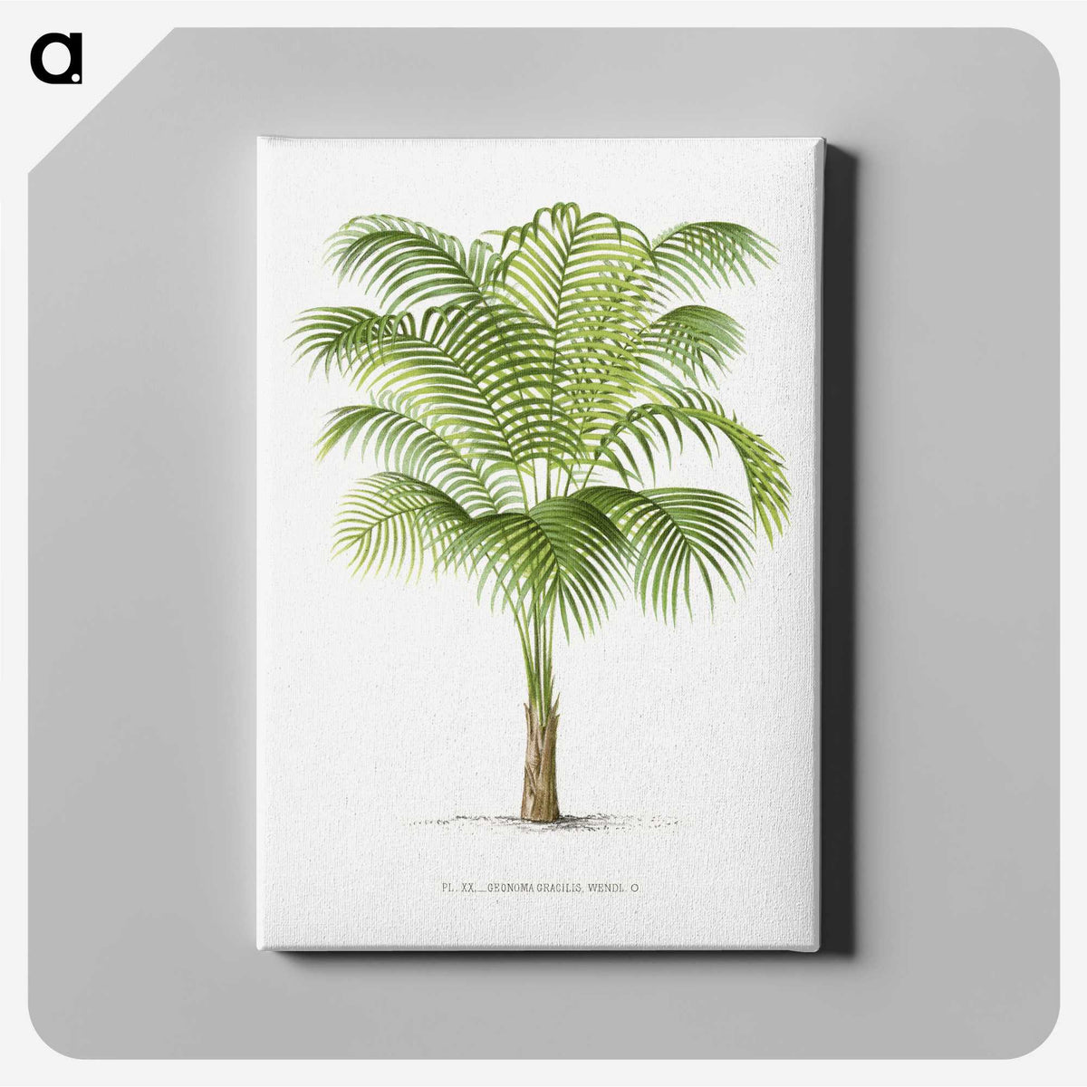 1-19_Les-Palmiers-Histoire-Iconographique_canvas