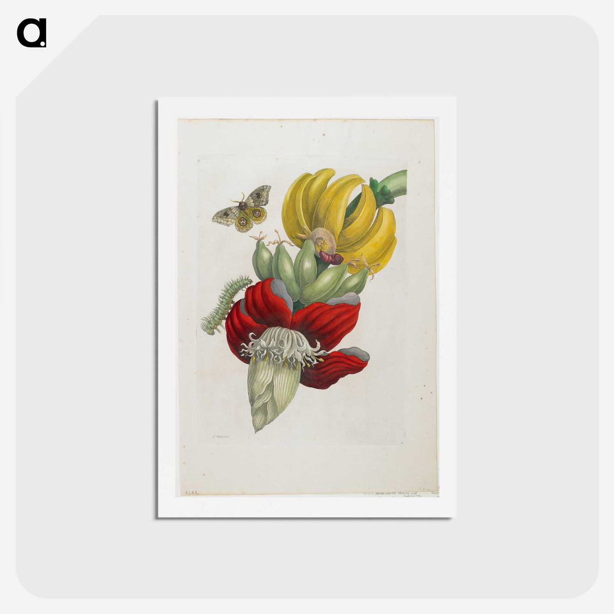 1-19_Maria-Sibylla-Merian_hagaki