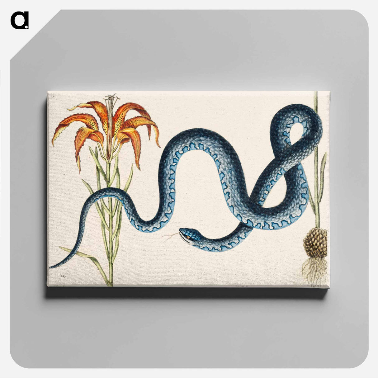 アートパネル-Wampum Snake
- マーク ケイツビー Canvas.