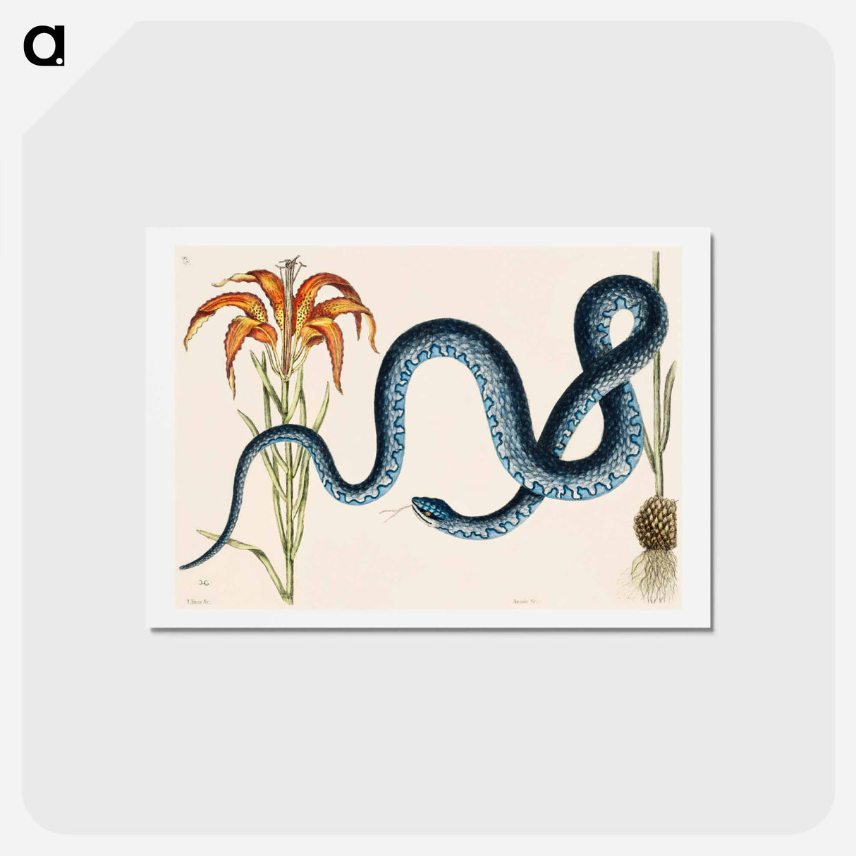 アートポストカード-Wampum Snake
- マーク ケイツビー Postcard.