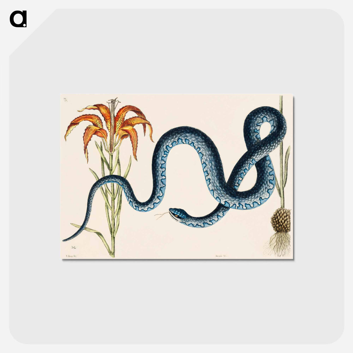 アートポストカード-Wampum Snake
- マーク ケイツビー Postcard.