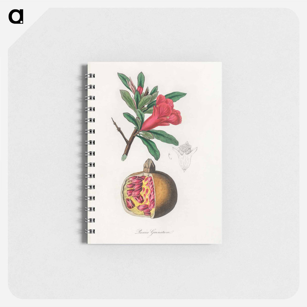 アートメモ帳-Punica granatum Illustration
- 薬用植物学 Memo.