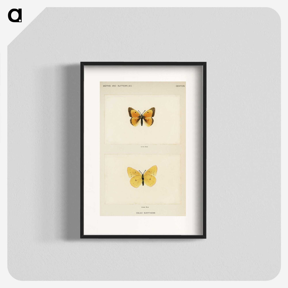 1-19_Moths-and-Butterflies-of-the-United-States_blk