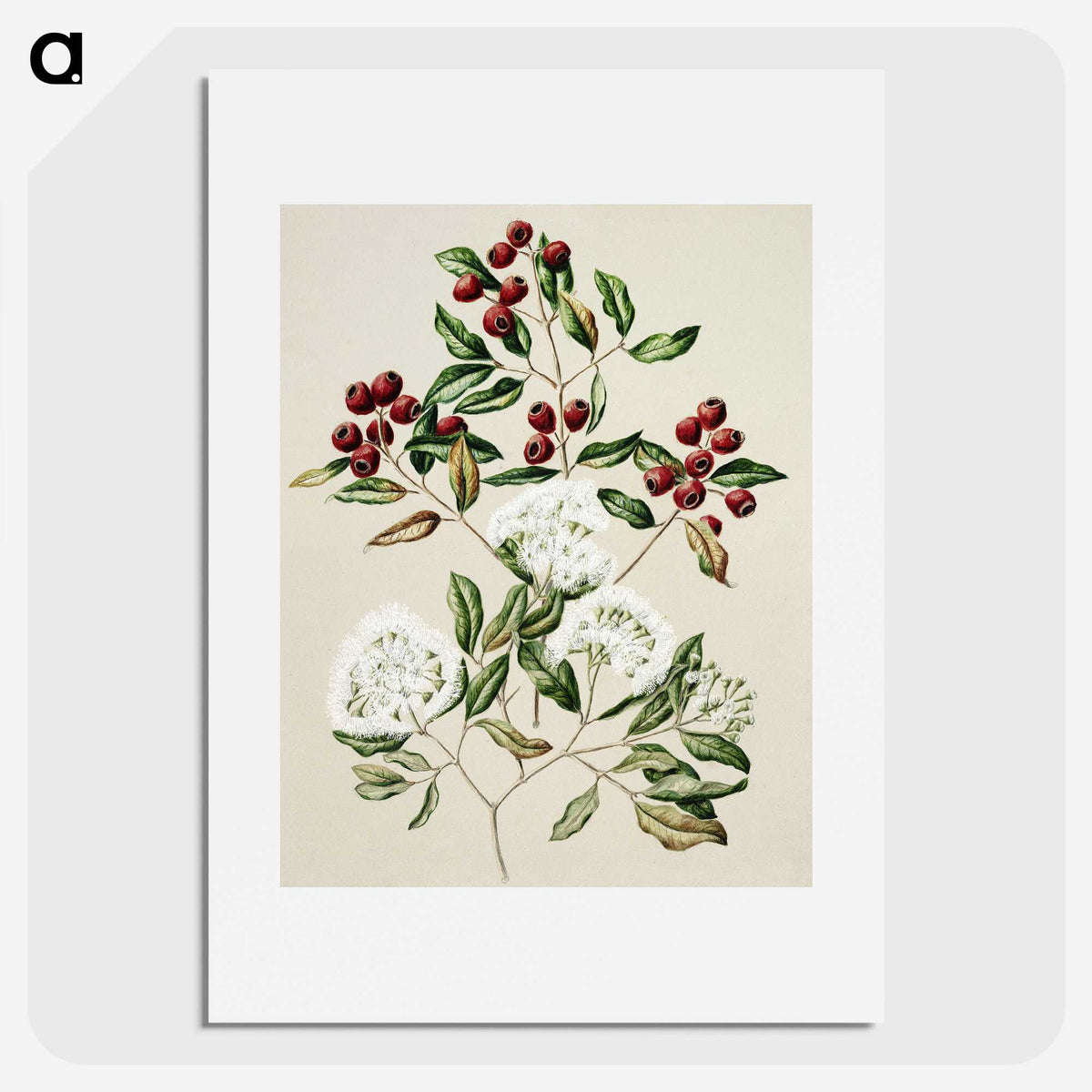 1-19_Native-Flowering-Plants-of-New-Zealand_picture