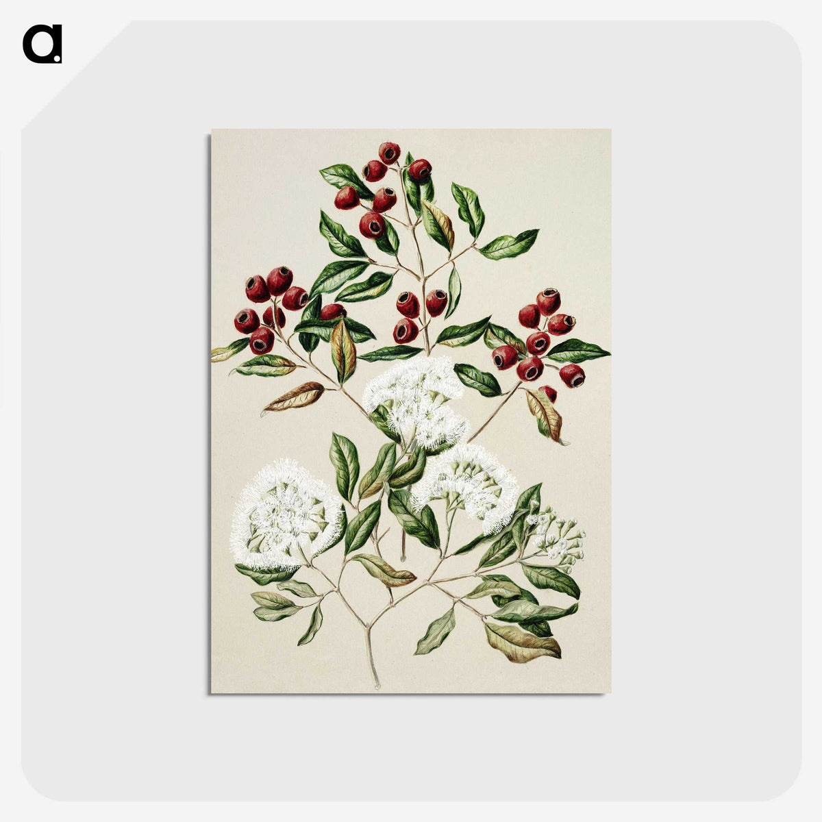 1-19_Native-Flowering-Plants-of-New-Zealand_postcard