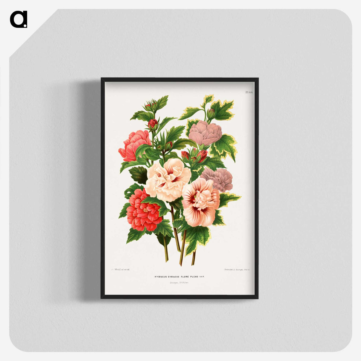 1-19_Nederlandsche-Flora-en-Pomona_blk-crop