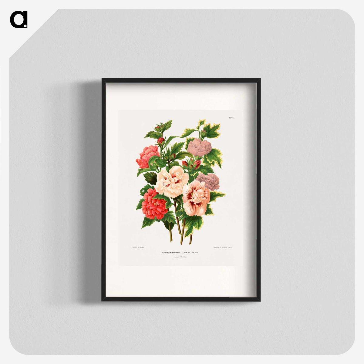 1-19_Nederlandsche-Flora-en-Pomona_blk
