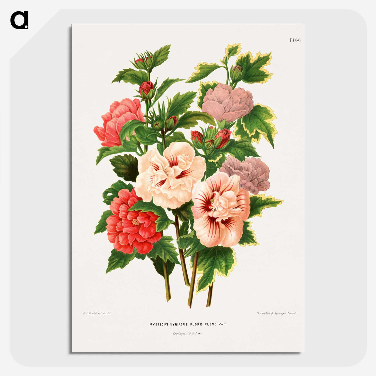 1-19_Nederlandsche-Flora-en-Pomona_picture-crop