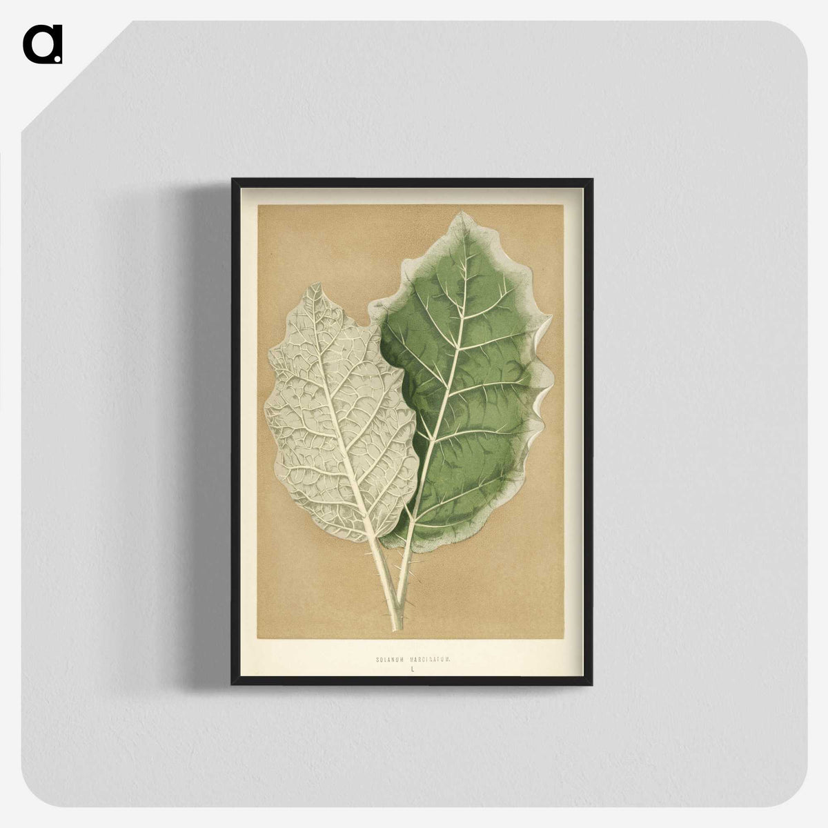 1-19_New-and-Rare-Beautiful-Leaved-Plants_blk-crop