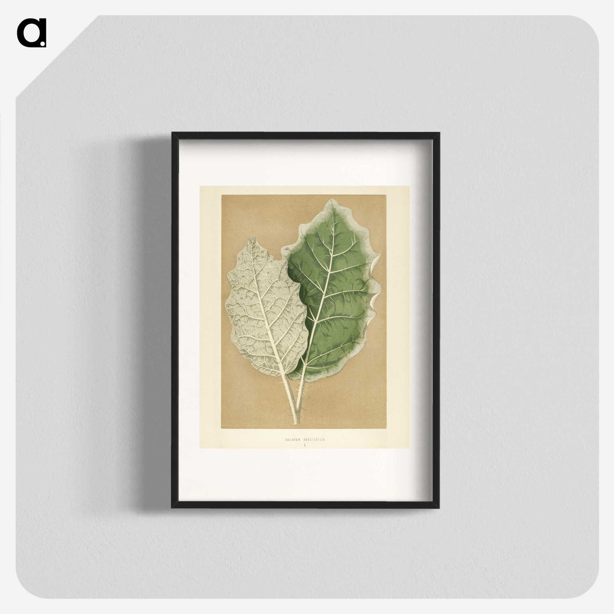 1-19_New-and-Rare-Beautiful-Leaved-Plants_blk