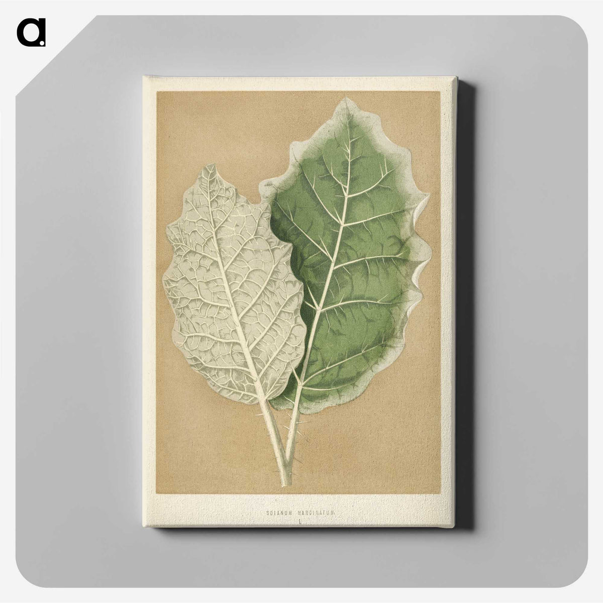 1-19_New-and-Rare-Beautiful-Leaved-Plants_canvas