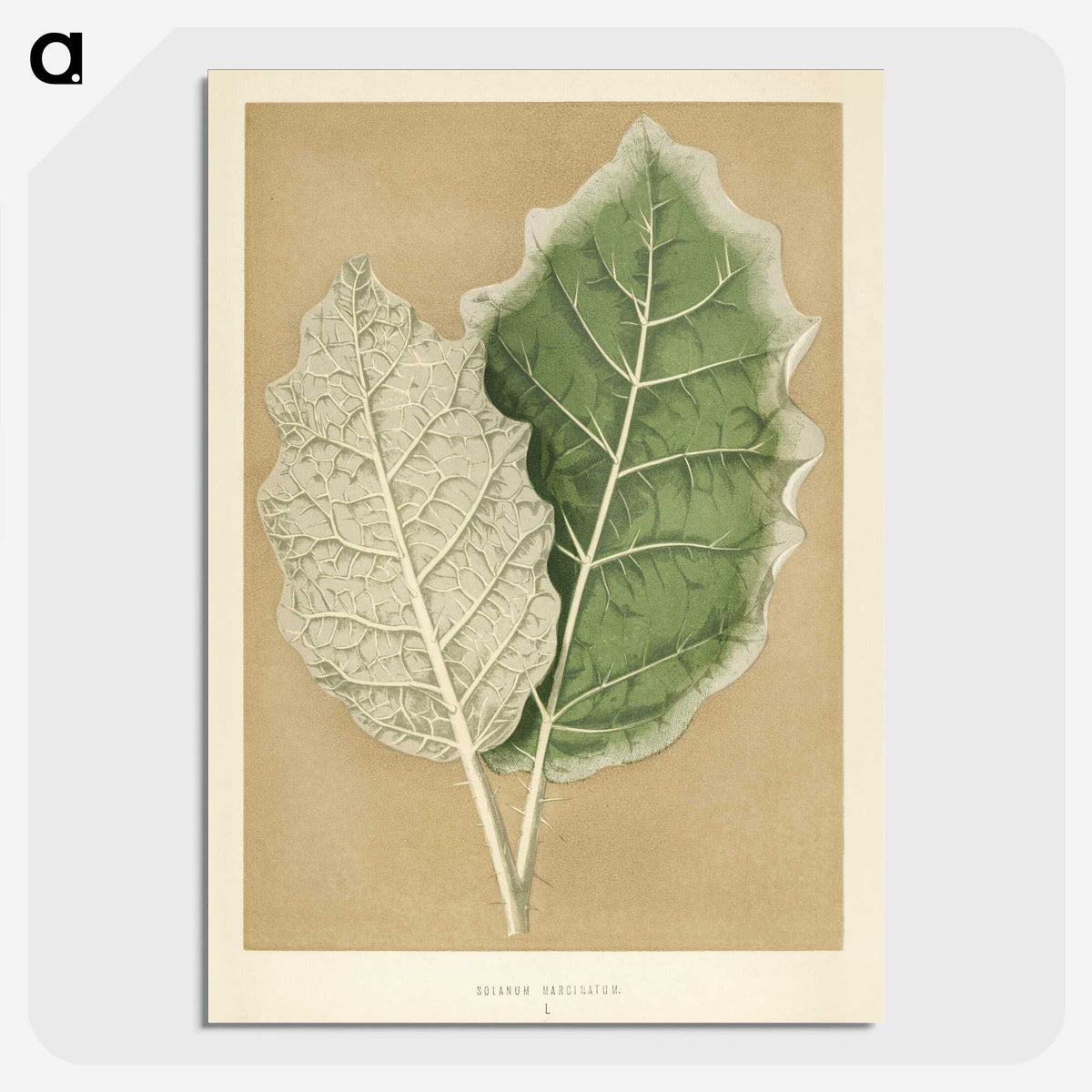 1-19_New-and-Rare-Beautiful-Leaved-Plants_picture-crop
