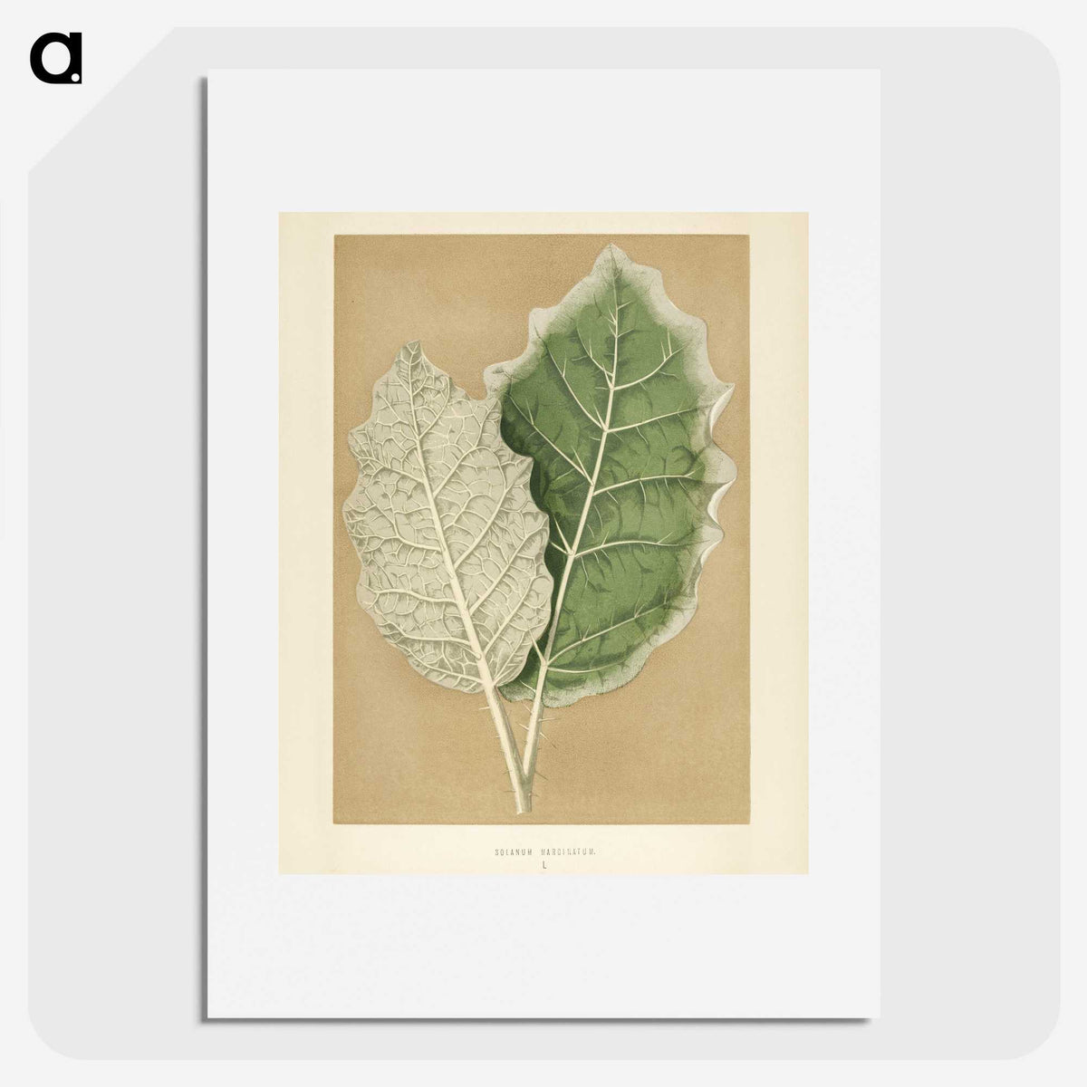 1-19_New-and-Rare-Beautiful-Leaved-Plants_picture