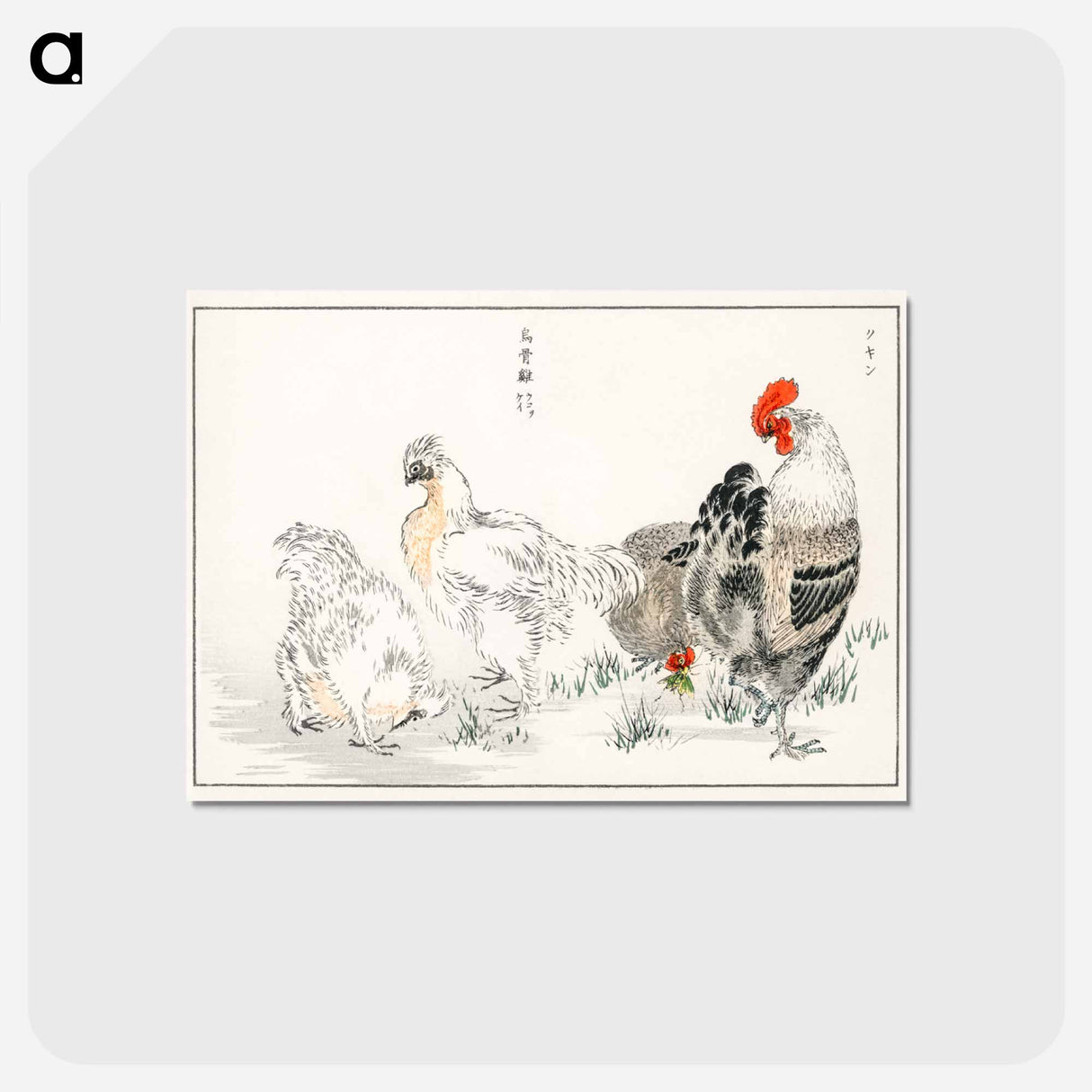 アートポストカード-Domestic Fowl Illustration
- 鳥類図鑑 Postcard.