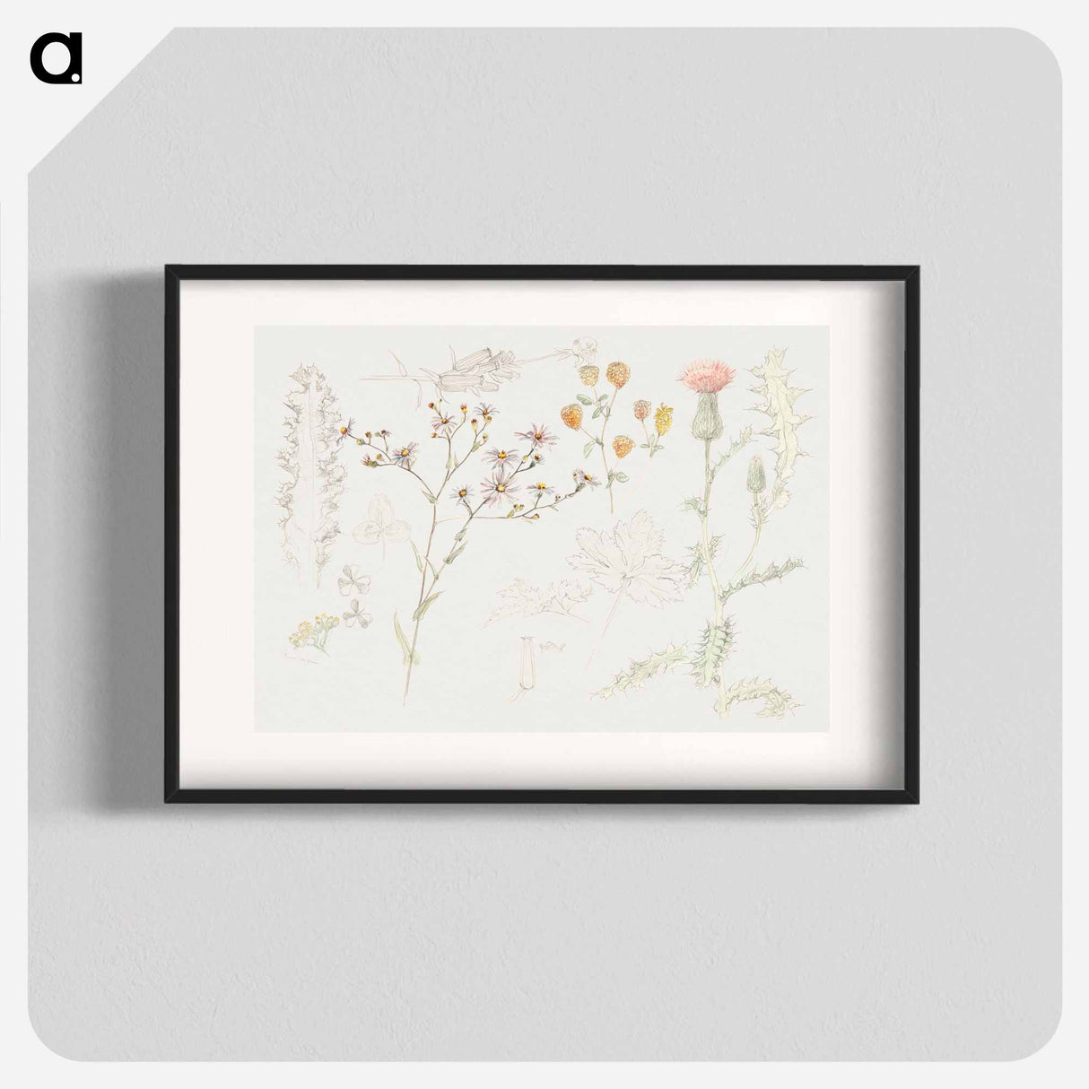 Studies of Meadow Flowers - サミュエル コールマン Poster.