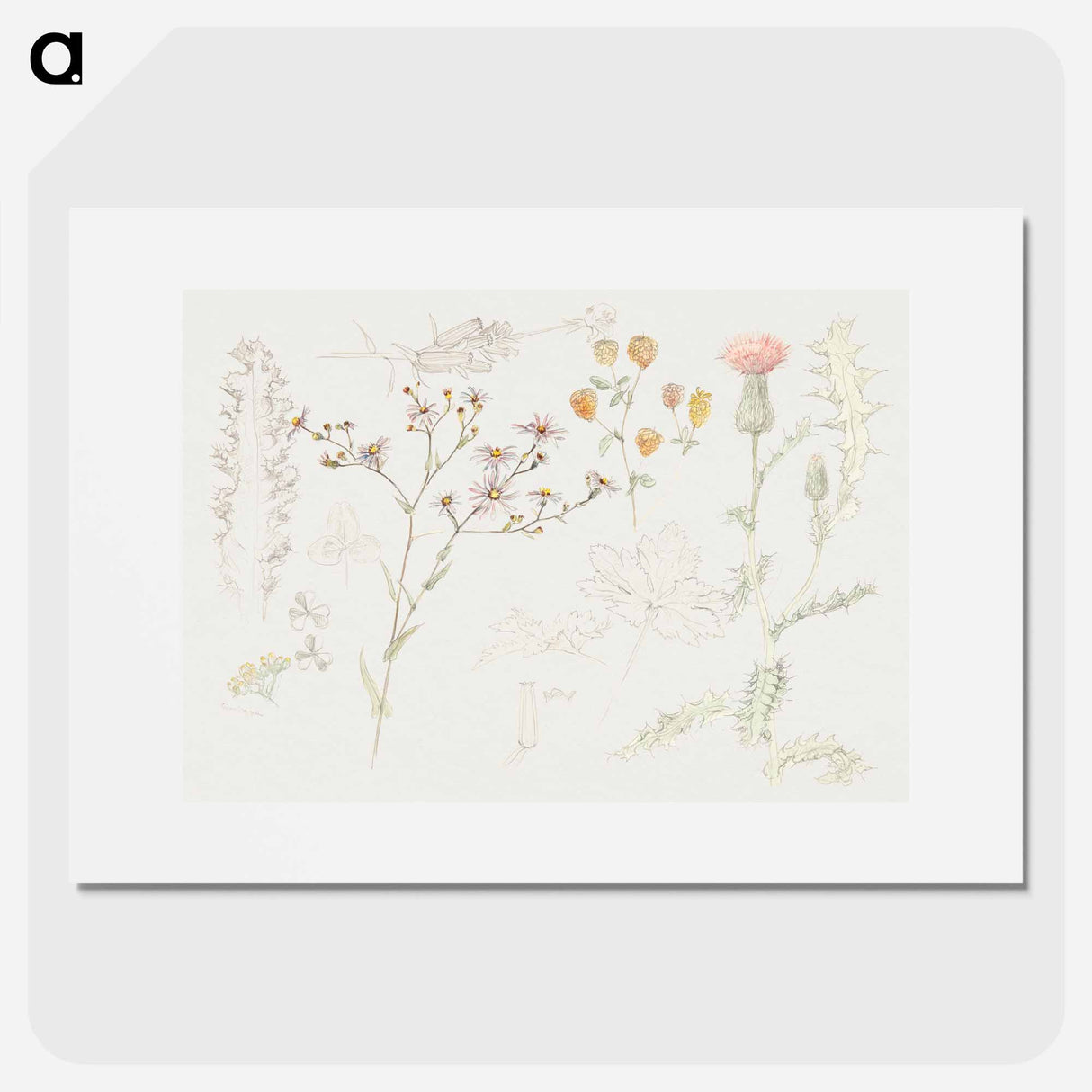 Studies of Meadow Flowers - サミュエル コールマン Poster.