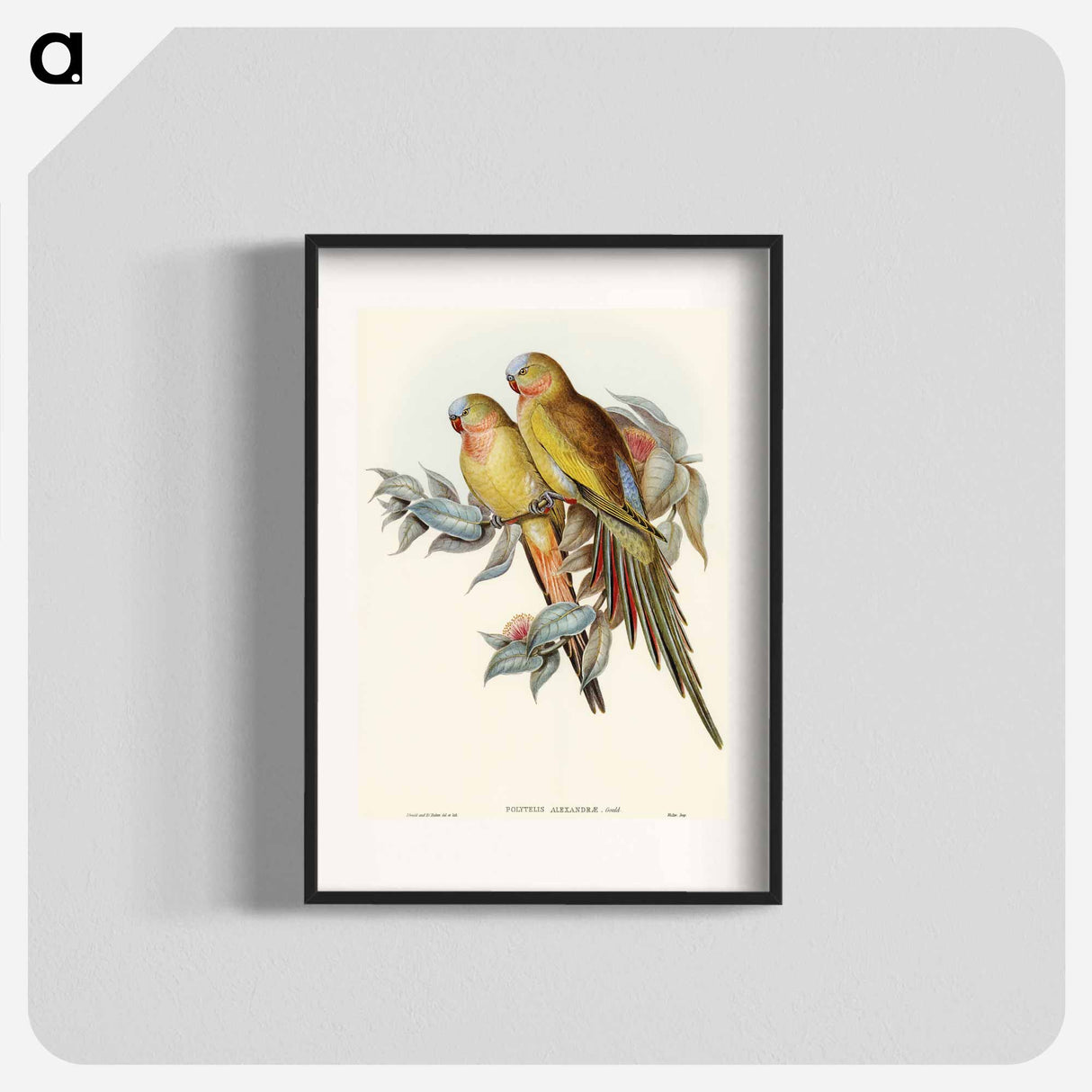 アートポスター-Princess of Wales's Parakeet
- オーストラリアの鳥 Poster.