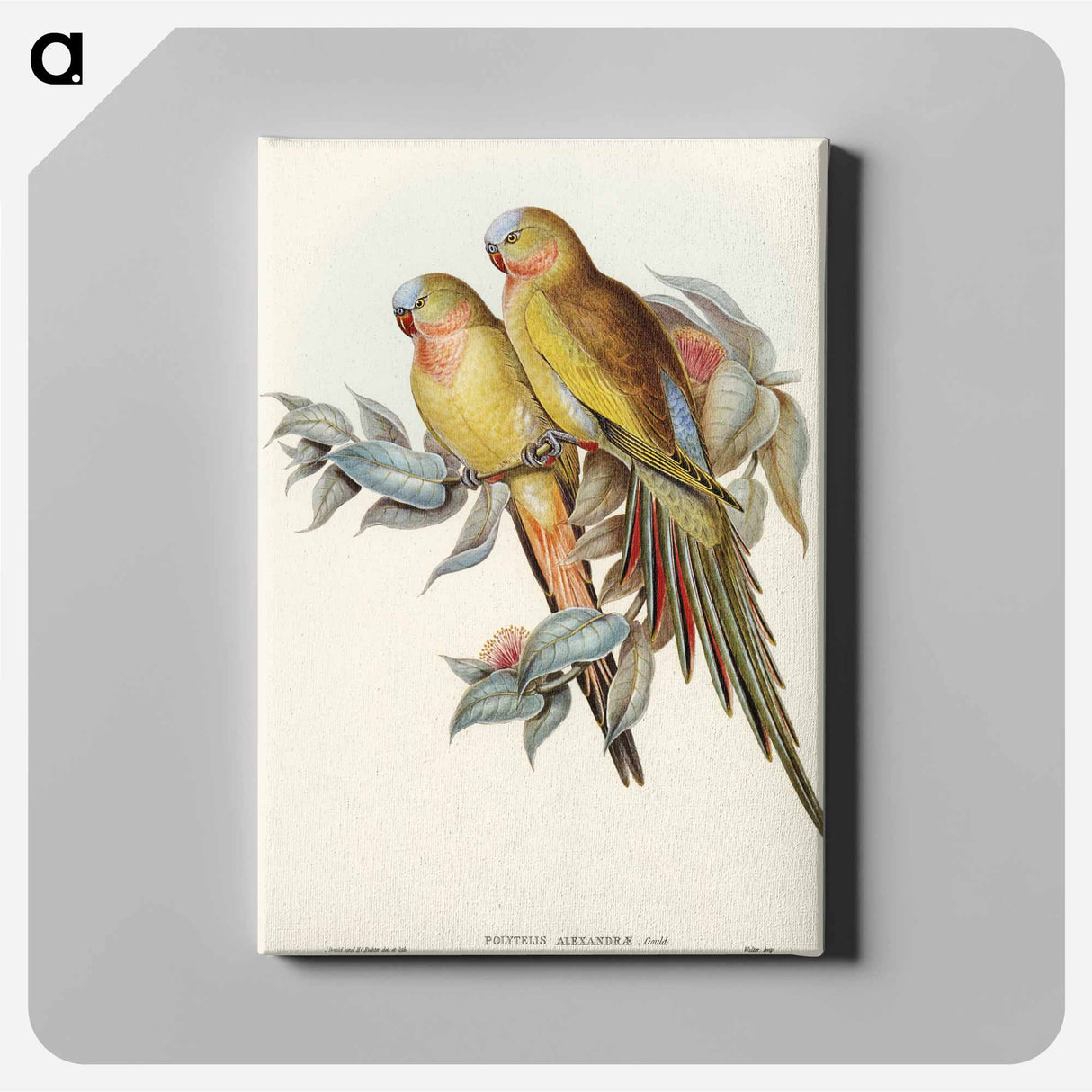 アートパネル-Princess of Wales's Parakeet
- オーストラリアの鳥 Canvas.