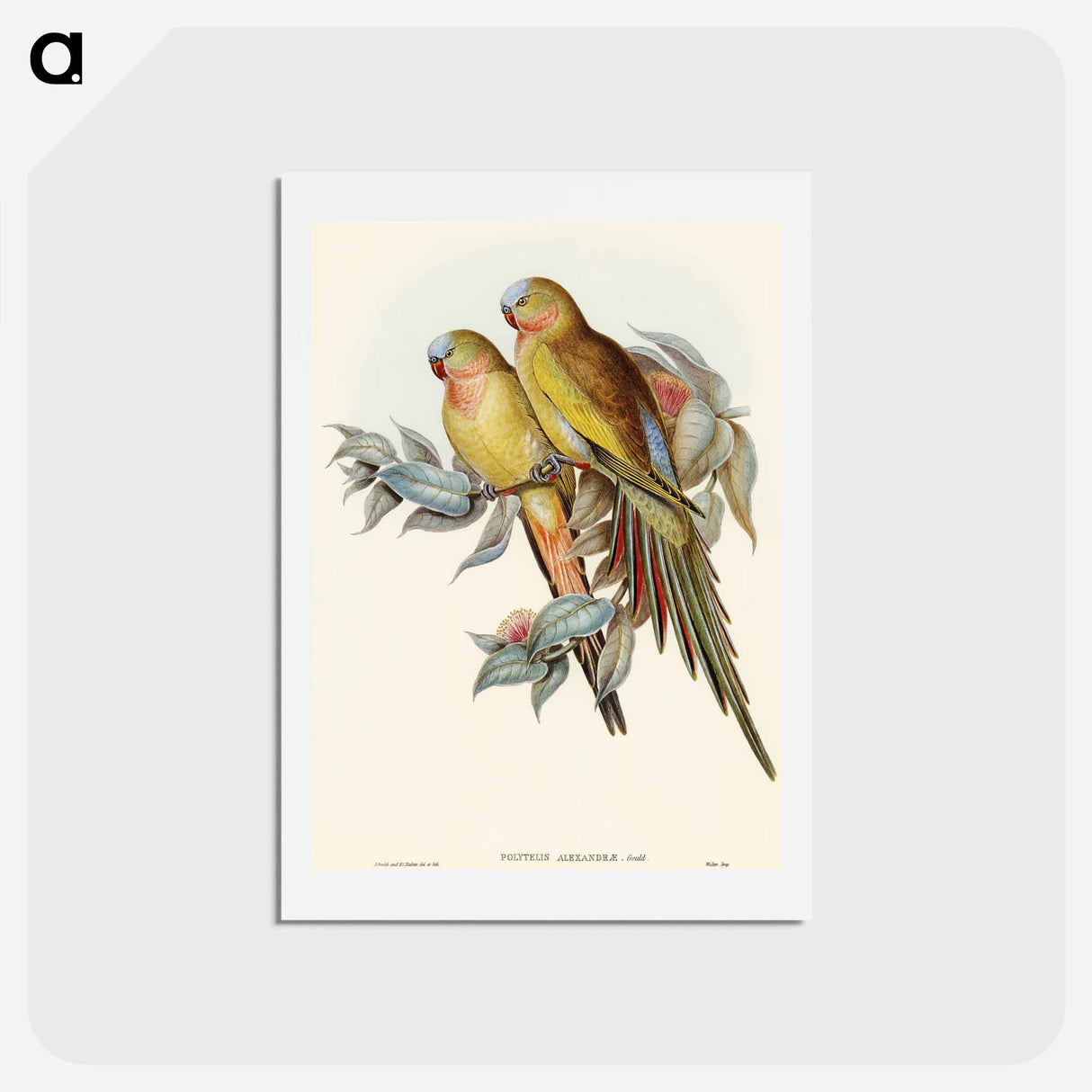 アートポストカード-Princess of Wales's Parakeet
- オーストラリアの鳥 Postcard.