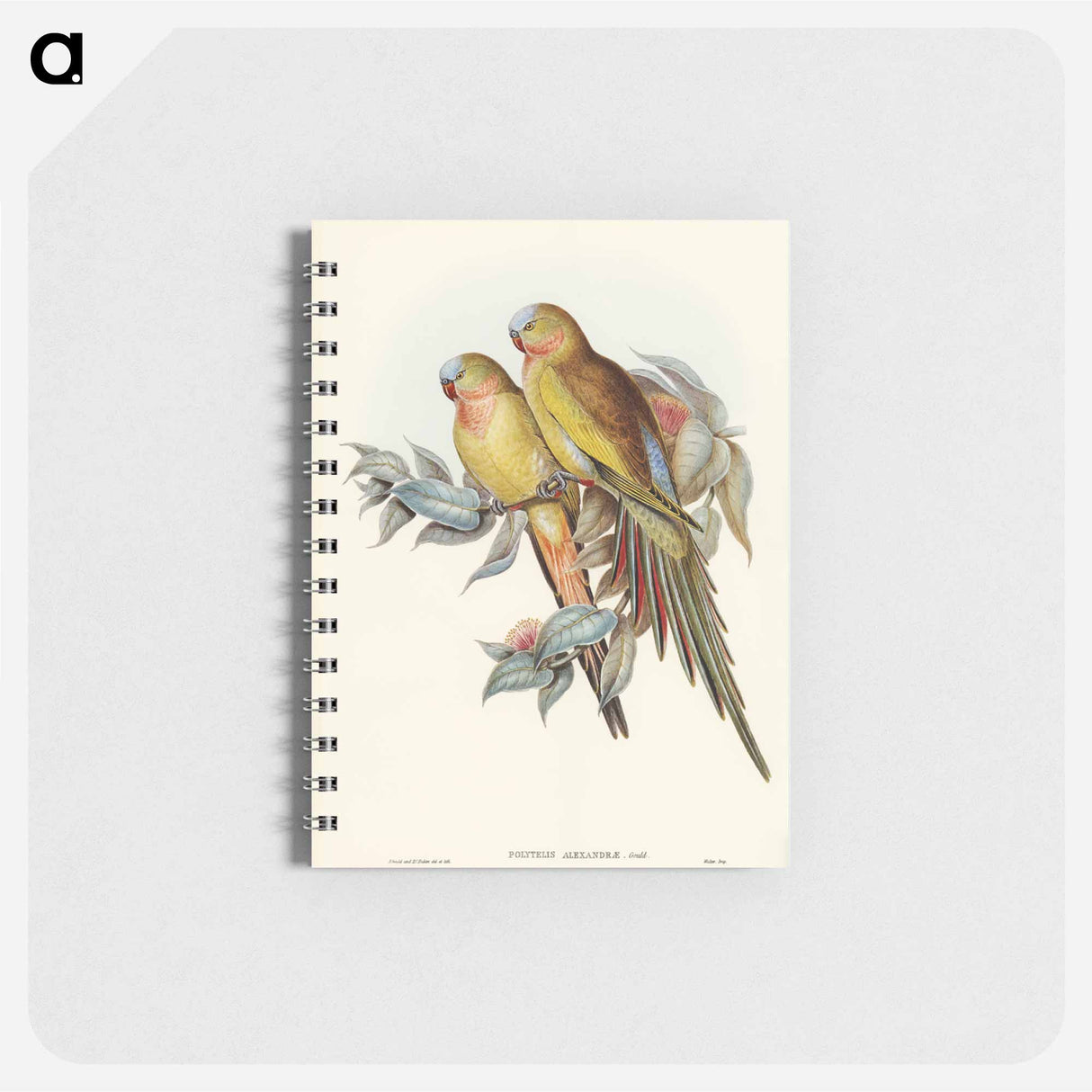 アートメモ帳-Princess of Wales's Parakeet
- オーストラリアの鳥 Memo.