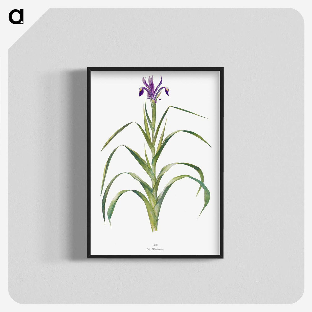 1-19_The-Genus-Iris_blk-crop