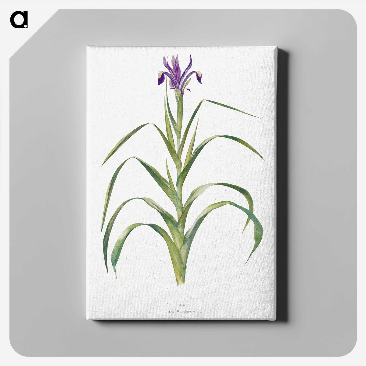 1-19_The-Genus-Iris_canvas