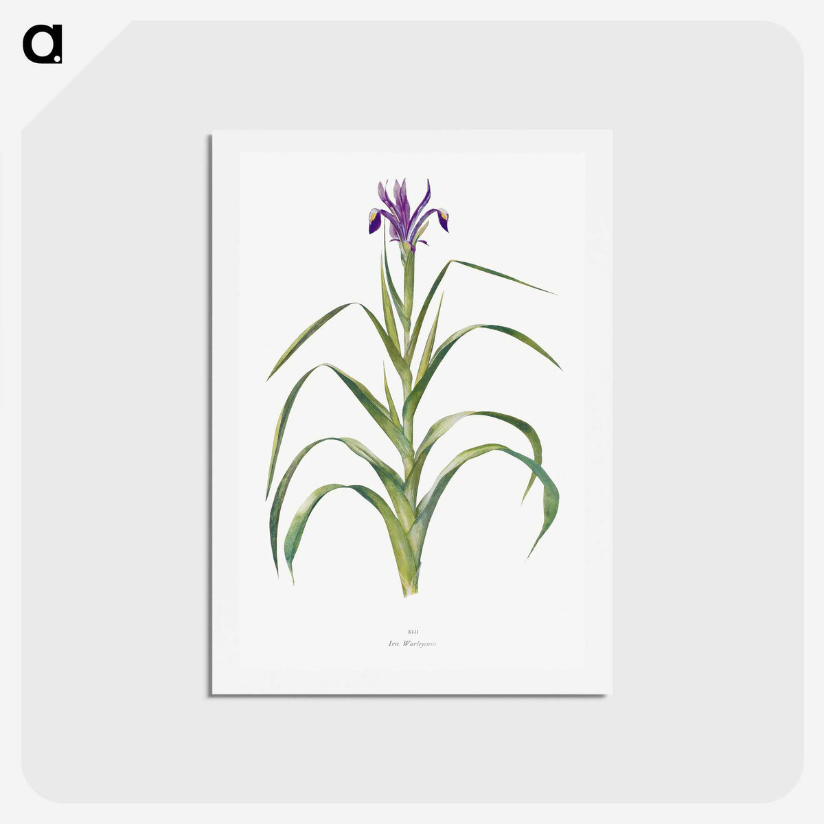 1-19_The-Genus-Iris_hagaki