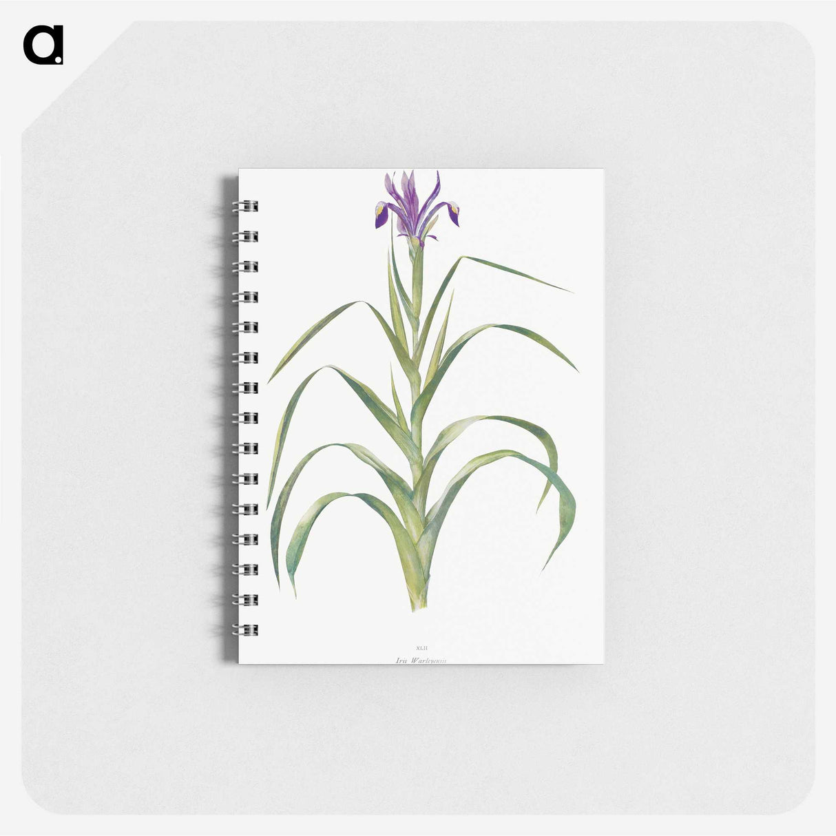 1-19_The-Genus-Iris_memo